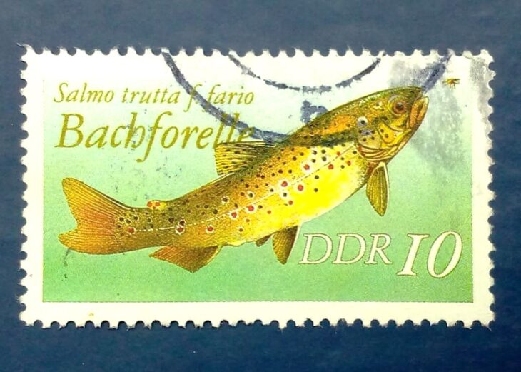 Issue:      Germany Salmo Trutta Fario (Brown Trout) 1987 Stamp Type:      Stamp Number of Stamps:      1 Denominations:       10 DDR, Issue Date:        1987 Issued By:      Germany Deutsche Post ( Deutschland ) 