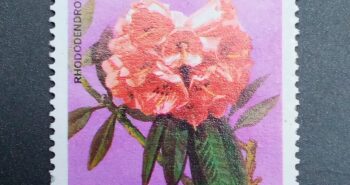 Issue:     Bhutan Rhododendron Arboreum 1976 Stamp Type:     Stamp Number of Stamps:       1 Denominations:       4 CH, Issue Date:        1976 Issued By:     Bhutan Post 