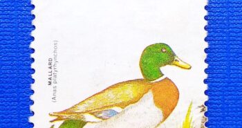 Issue:      Pakistan Fauna MALLARD (Anas platyrhynchos) 1992 Stamp Type:     Stamp Number of Stamps:        1 Stamps Denomination:      5 Rs Issue Date:       1992 Issued By:      Pakistan POST 