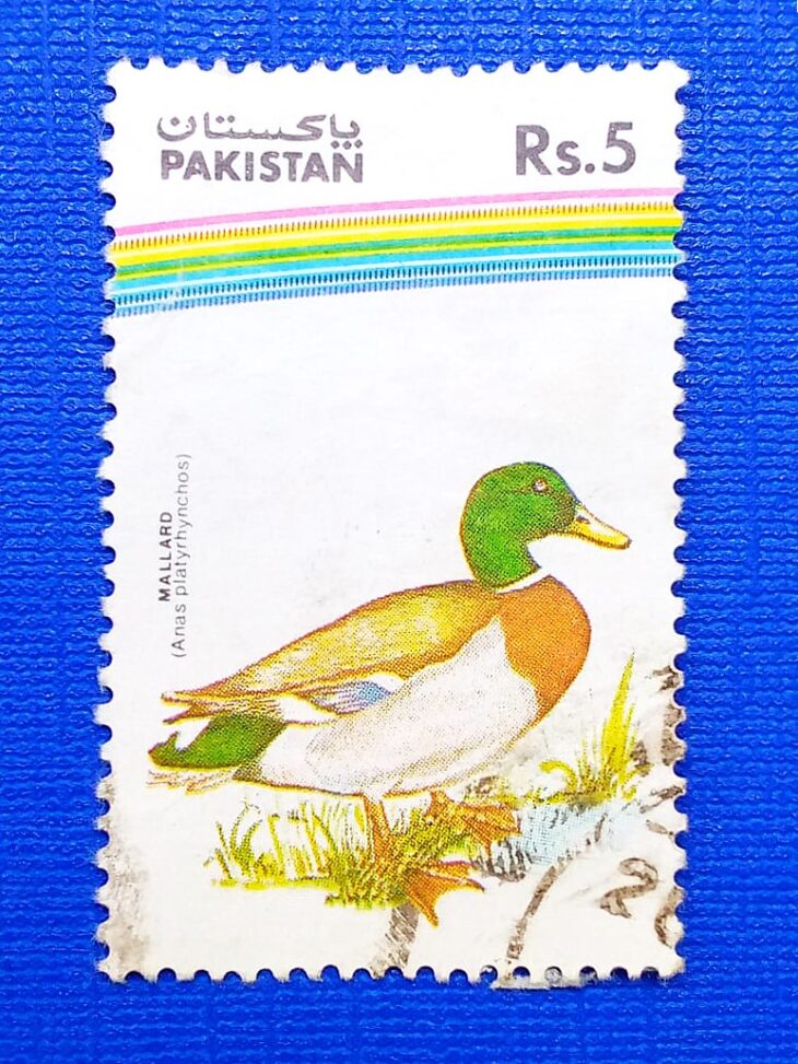 Issue:      Pakistan Fauna MALLARD (Anas platyrhynchos) 1992 Stamp Type:     Stamp Number of Stamps:        1 Stamps Denomination:      5 Rs Issue Date:       1992 Issued By:      Pakistan POST 